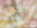 charmixtecna.gif