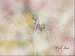 charmixflora.gif