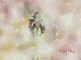 charmixlayla.gif
